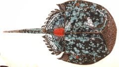 Seramik Heykel - Atnalı Yengeci 110x47x12cm